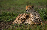 Cheetah 