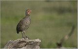 Red-necked Spurfowl