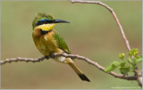 Little Bee-eater