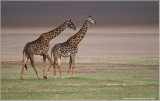 Giraffe Family