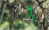 Resplendent Quetzal 