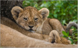 Lion Cub 