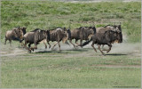 Wildebeests on the Run