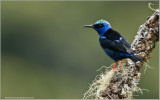 Red-legged Honey Creeper 