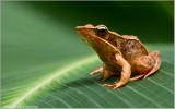 Brilliant Forest Frog    ( Rana warszewitschii )