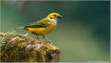  Silver-throated Tanager