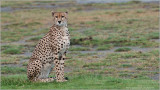 Tanzania Cheetah 