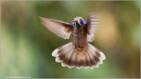 Brown Violetear Hummingbird