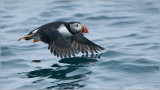 Atlantic Puffin