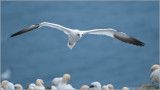  Northern Gannet