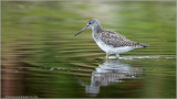 Greater Yellowlegs