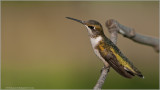 Ruby-throated Hummingbird