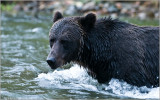 Bella Coola Grizzly Bear