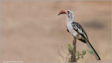 Red-billed Hornbill