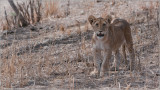 Lion Cub in Tanzania
