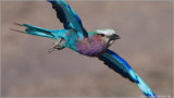 Lilac Breasted Roller