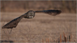 Great Grey Owl in Flight