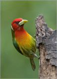 Red- headed Barbett