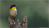 Yellow-throated Brush Finch