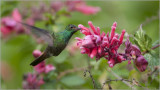 Rufous-tailed Hummingbird 