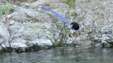 Red-billed Blue Magpie - India