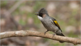 Ashy Bulbul - India