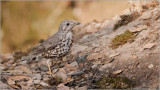 Mistle Thrush - India 