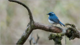 Ultramarine Flycatcher