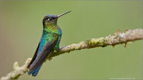 Firey-throated Hummingbird 