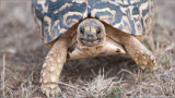 Leopard Tortise 