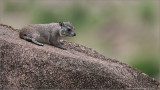 Rock Hyrax