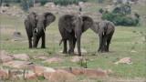 Elephant Family in Tanzania