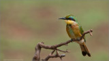 Little Bee Eater