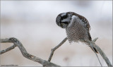 Northern Hawk Owl hunting 30