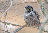 Northern Hawk Owl 34