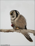 Northern Hawk Owl 37