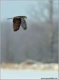 Northern Hawk Owl in Flight 38