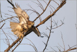 Red-tailed Hawk 117