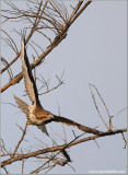 Red-tailed Hawk 118