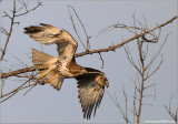 Red-tailed Hawk 119