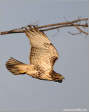 Red-tailed Hawk 120