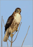 Red-tailed Hawk 122