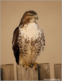 Red-tailed Hawk 124