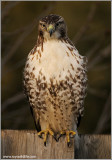 Red-tailed Hawk 125