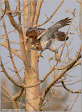 Red-tailed Hawk 127