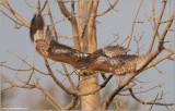 Red-tailed Hawk 128