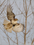 Red-tailed Hawk 130