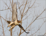 Red-tailed Hawk 131