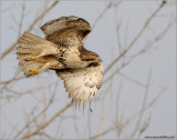 Red-tailed Hawk 132