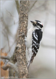 Downy Woodpecker 14